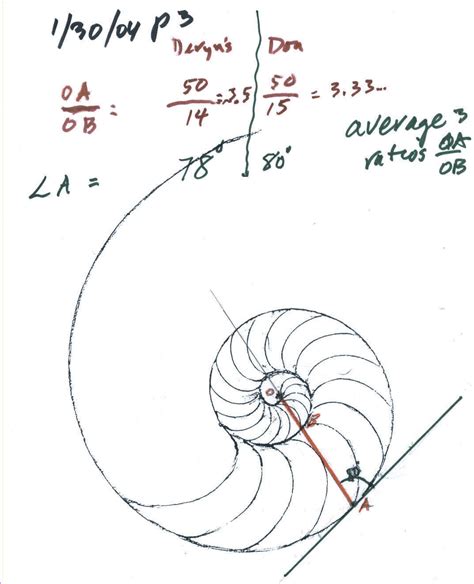 Image result for Small Shell Drawing