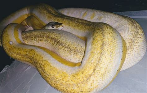 Image result for Ivory Reticulated Python