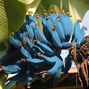Toradh íomhá ar Blue Java Banana Tree