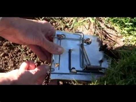 Image result for How to Use Mole Traps