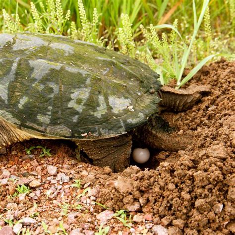 Snapping Turtle Eggs and Their Journey from Nest to Nature - All Turtles