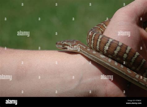 Toradh íomhá ar Central Carpet Python