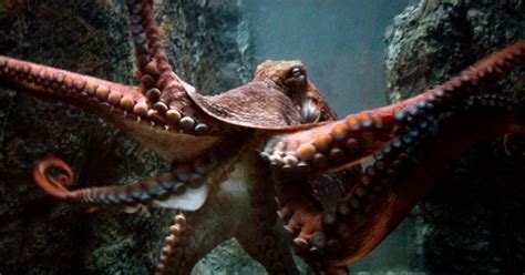 Image result for Filp Octopus