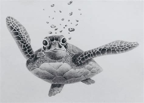 Image result for Turtle Draw