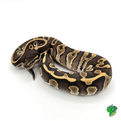 Image result for Freeway Mojave Ball Python