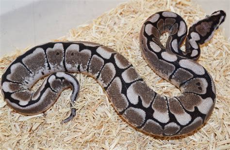 Image result for Axanthic Ghost Spider Ball Python