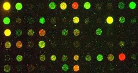Image result for Microarray Red Green