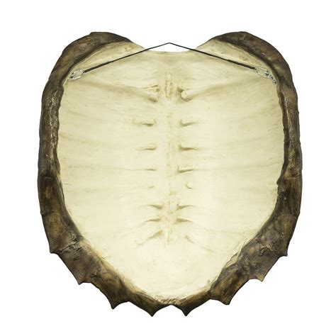 Image result for Alligator Snapping Turtle Shell