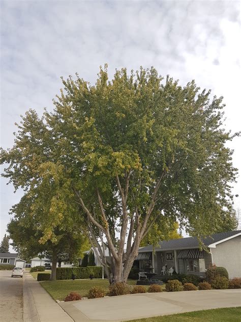 Silver Maple Tree Spring に対する画像結果