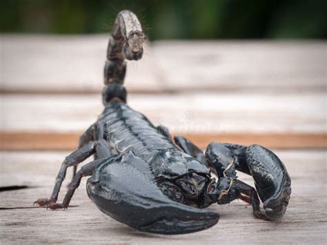 Image result for Scorpion Attack