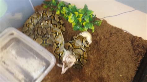 Image result for Reticulated Python Feeding Chart