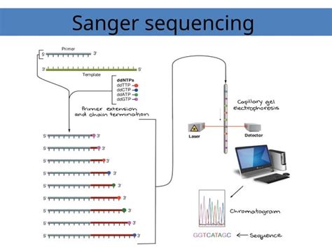 DNA Sequencing Sanger Method に対する画像結果