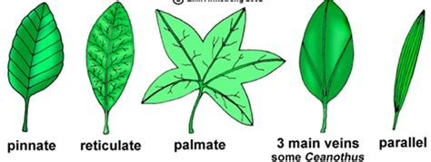 Toradh íomhá ar Feature of Parallel Leaf