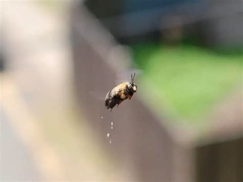 Image result for What Color Is Bee Poop