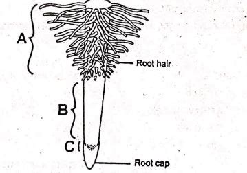 Image result for Root Cap Activity
