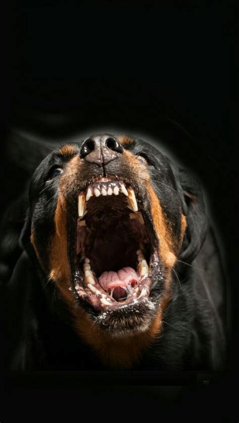 Image result for Angry Rottweiler