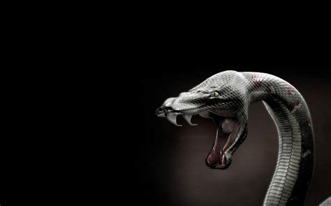 Carpet Python Snake Fangs に対する画像結果