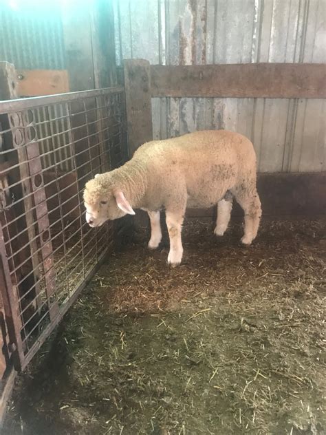 Image result for Sheep Blanket