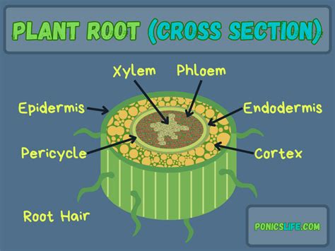 Image result for Internal Structure of Monocot Root