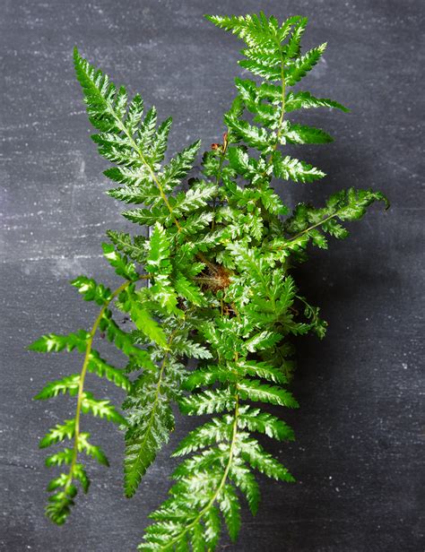 Image result for Soft Tree Fern