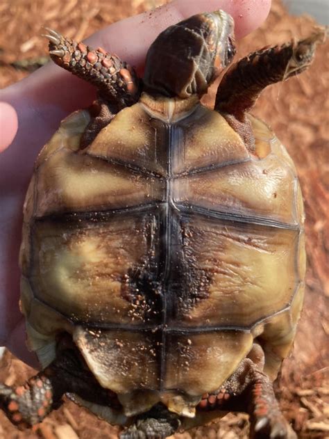 Image result for Desert Tortoise Shell Rot