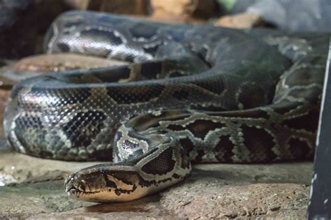Image result for Burmese Python Cincinnati Zoo