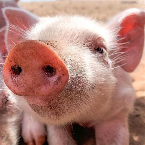 Toradh íomhá ar Smartest Animals On the Planet Ranked