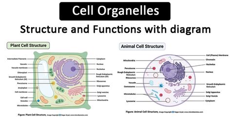 Cell Organelle Functions Chart ପାଇଁ ପ୍ରତିଛବି ଫଳାଫଳ