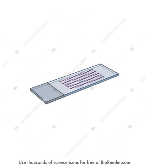 Image result for Microscope Grid Slide