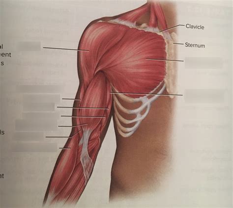 Image result for Muscle Structure Upper Arm