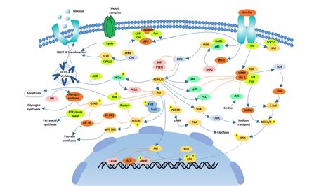 Image result for Insulin Signaling Pathway Diagram