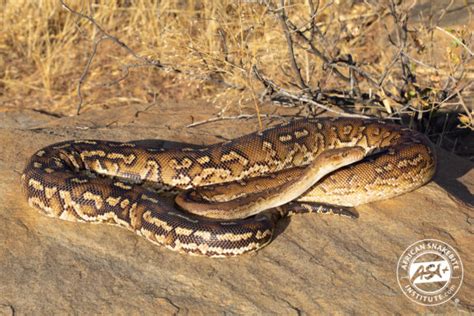 Image result for Anchieas Dwarf Python