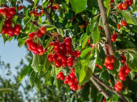 Image result for Cherry Tree Root System