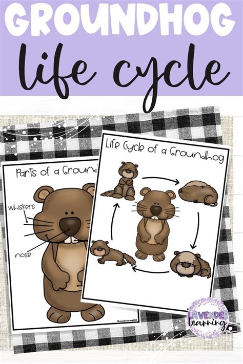 Afbeeldingsresultaten voor Copy and Paste Life Cycle Chart