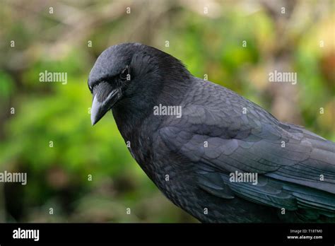 Image result for Western Crow