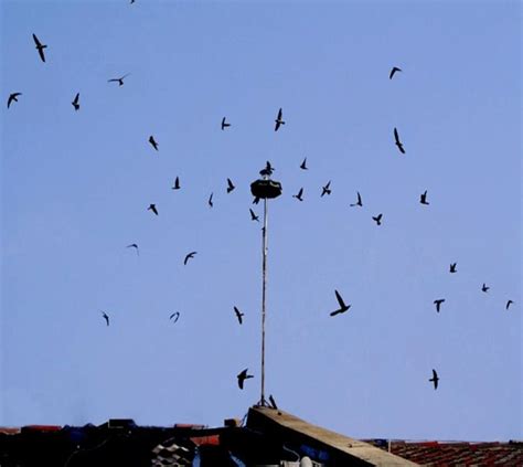 Toradh íomhá ar Making a 2D Birds Nest