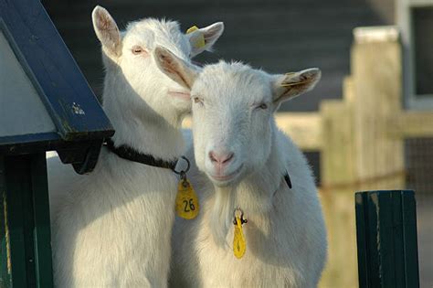 Image result for Goat Calling