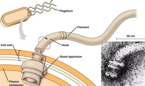 Image result for Flagellum Diagram