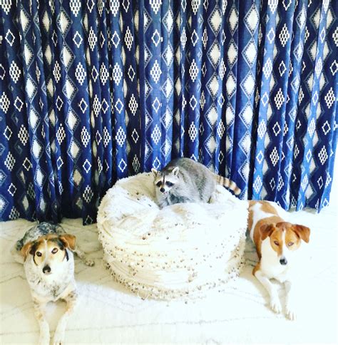 Image result for Raccoon Scats Identification Chart