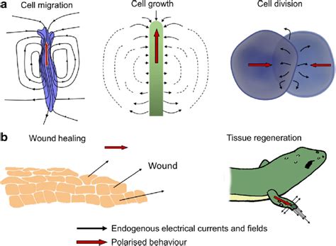 Image result for Biological Functioning Example
