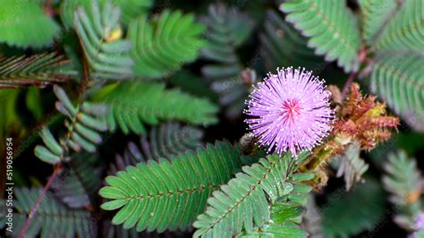Toradh íomhá ar Mimosa Pudica Humble Plant