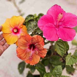 Toradh íomhá ar How to Care for Hibiscus