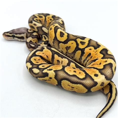 Image result for Ghost Ball Python Full Size
