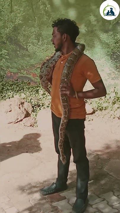 Image result for Python Man Anime