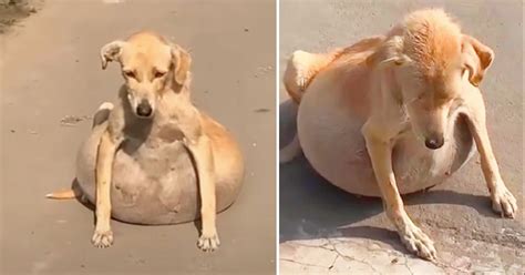 Image result for Dog Belly Exploding