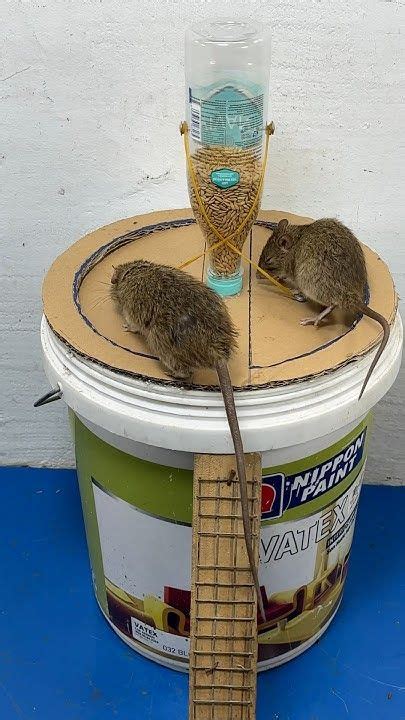Cool Mouse Traps に対する画像結果