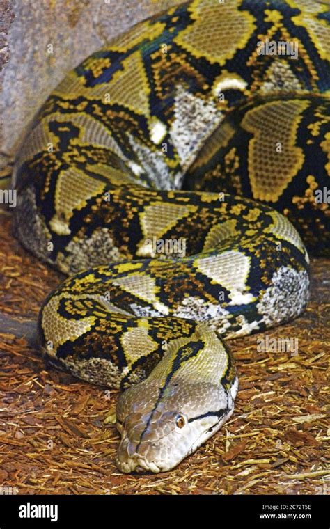 Image result for Random Numbers Inside a Python Snake