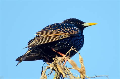 Bird Dog Keiser に対する画像結果