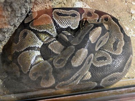 Toradh íomhá ar Python Zoo
