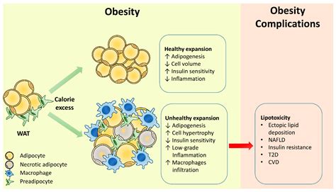Dysfunctional Adipose Tissue に対する画像結果